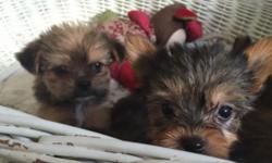 AKC Yorkshire Terriers with cute faces and unique personalities. Toto loves to cuddle while Branco is ready for new adventures. Their parents are blue/ tan color , mom is 5 lbs. and dad is 2.5 lbs. They are pee-pad and doggy-door trained and love to be
