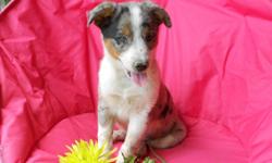 Are you ready to have me in your arms? If so, then come and get me! Hi There, I'm Sweetheart! The adorable, sweet Female Texas Heeler! I am 7/8 Australian Shepherd and 1/8 Blue Heeler or Australian Cattle Dog. I was born on May 26th, 2014 and should be