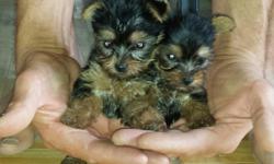 BEAUTIFUL REGISTERED PUPPIES. 575-910-1818 IN NEW MEXICO. POODLES, YORKIES, MALTESE, CHIHUAHUAS, MINI DACHSHUNDS, SHIHTZUS, SCHNAUZERS, POMERANIANS AND DESIGNER BREEDS TOO.&nbsp; LIKE YORKIE-POOS, MALTYPOOS, MORKIES, ETC..&nbsp; FREE HAND DELIVERY. GREAT