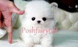 Name: Lioness
Price: $3,000
Breed: Pomeranian
Gender: Princess
Birthday: Jan. 28, 2011
Color: White
Contact Info: 804.836.4628
E-mail- poshfairytail@yahoo.com
This beautiful Pom is one of a kind and rare to find. She has a beautiful white silky coat with