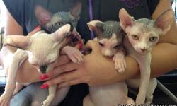 We have Male and female Sphynx Kittens ready for their new homes and 3 other babies will be ready in two weeks, it"s time to reserve now, all of the kittens are Flee negative and comes with a 3 years warranty on genetic and life HMC warranty, they will be