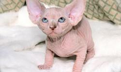I have hairless sphynx kittens ready for their new homes now.They are both male and females.I am also expecting a litter of dual registered CFA & TICA Sphynx kittens. The mother is a solid black 3 year old female, who has given birth to 2 champion kittens