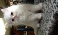 Now accepting deposits to reserve your kitten. You can pick up or we will ship at buyer's expense. Serious inquiries only please.
Blue eyed white Persian Kittens. They are in excellent health, friendly and spoiled. Will come with first shots & worming.
