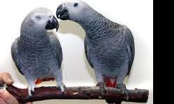 We have intelligent 2yrs old Congo African Gray Parrots looking for a loving home contact us if interested for more info and pics.you can contact us via text for easier communication (989) 665-5427
&nbsp;