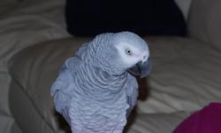 Male African Grey Parrot available for any new home, he is already been tamed and hand fed he is also a good talkative. he will be coming home with all his papers and and also his cage .for more info and pics text us at (701) 645-7584.
