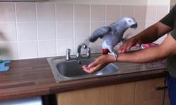 Congo African grey parrots we are giving out for adoption. The birds are current on all shots and DNA tested, they have been tamed, declawed and raised around children and other home pets. Contact us for more details. They are also true talkative,