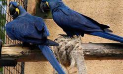 Adorable Talking Hyacinth Macaws Up Now for A New Family. they are awesome talkers, speaks very clearly. They are handfed and is hand tamed, they are one year 4 month&nbsp; old now. they goes for regular Vet checks and has Been micro chipped. Text only