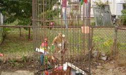 Old bird cage. Very cool, too small for a parrot, too large for parakeet. Would look lovely in a garden or yard. Call or leave a message 937-222-one five four eight...Or feel free to email me.