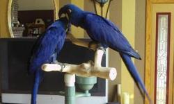 Tamed Hyacinth Macaw Parrot ready for good homes, call or text me for details at (435) 412-7488