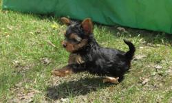 Meet Kristoff a tiny male yorkie puppy tracking to be 4 pounds full grown with AKC registration.
Date of birth is 3/13/15. Ready to go to his new home mid May.
Please call me for more info at 260-450-3794 or email me at yorkie_tups@yahoo.com