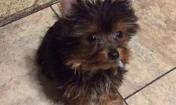 "Charles" Tcup Yorkie Male, Baby doll, Born in Jan 2dn. will be 4lb full grown, compact body thick hair, Shot up to Date. ACA Registration.
Call for more info. 562 8961165
&nbsp;
&nbsp;