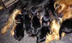 Hello we have two litters of yorkie pups I male is 8 weeks old shots, wormed guaranteed he's being sold as pet with out akc registration and we have a brand new litter male/female full akc registration they are all black and gold Kyle mom to the older boy