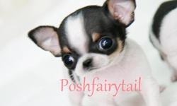 Name: Big bang
Price: $3.500
Breed: Chihuahua
Gender: Prince
Birthday: Jan. 12, 2011
Color: tri color blk/white/tan
Contact Info: 804.836.4628
E-mail- poshfairytail@yahoo.com
This tiny tiny tri color Chihuahua pet type puppy is a luxury teacup puppy. With
