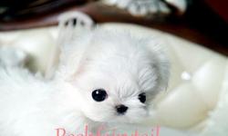 Name: Alba
Price: $3.500
Breed: Maltese
Gender: Princess
Birthday: Jan. 29, 2011
Color: White
Contact Info: 804.836.4628
E-mail- poshfairytail@yahoo.com
This beautiful teacup puppy is a tiny teacup maltese with round big eyes. With her black hole like