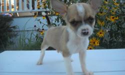 Gizmo, male chihuahua (born 6/30/11).white and brown markings.super tiny runt of the litter. ears are already perked.he is super playful and is always right behind me as a tiny shadow. i have both of his parents on site.i am located in Freeland MI, if