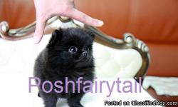 Luxury Teacup Sized Puppies that you have dreamed about right here at www.poshfairytail.com Quality that is Like No Other!
We are your #1 Resource for Luxury, Gorgeous Tiny Puppies. We are dedicated to providing Beautiful, healthy breeds including