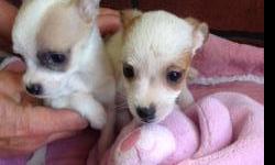 2- Female Teacup Chihuhuas.&nbsp; White and brown. 8 weeks old. Up to date on all shots and worming.&nbsp; $600.00 each.&nbsp; Call or text Diane at (815) 671-2428 if interested!