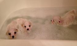 My Maltese male & female recently had puppies on 8/17/2014 at 2:00pm. There are three male Maltese puppies to be adopted by October 25, 2014 once they stop nursing their mom. They have brown/ green eye color. Update today 9/21/2014 parents & puppies had