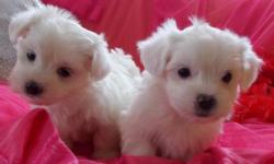 Beautiful home raised American dream Teacup Maltese Pups with the best personality.Male & Female .10 Weeks Old. Pure breed Full registration available, health cert, warranty, vaccines and more.please serious inquiries&nbsp; &nbsp;
TEXT OR CALL&nbsp;&nbsp;