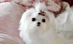 Most exquisite teacup Maltese, Yorkshire Terrier, Chihuahua and Pomeranian puppies you will ever find. Our beautiful puppies have extreme Babydoll faces, gorgeous "big eyes" and silky coats. These puppies comes from tiny lines and their parents are our