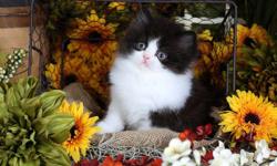 Start off the 2014 holiday season right by owning one of our beautiful designer teacup Persian kittens! They are truly a sight to see. With their luxurious locks, eyes that sparkle, and melt your-heart-personalities they are a dream come true. Nothing