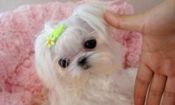 Most exquisite teacup Maltese, Yorkshire Terrier, Chihuahua and Pomeranian puppies you will ever find. Our beautiful puppies have extreme Babydoll faces, gorgeous "big eyes" and silky coats. These puppies comes from tiny lines and their parents are our