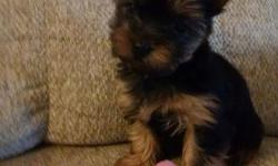 Teacup Purebreed Yorkies, AKC registered, they will be around 4 LBS(xtra small) cute teddy bear faces and double coat, say good bye to dog hair allergies, these babes have hypoallergenic hair, wormed and first shoots given, tail ducked.&nbsp;Text us (240)