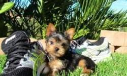 2 Wonderful Yorkshire Terrier puppies /Text us at (701) 575-7759This Puppy is Super Cute.they are socialized and very loving and playful.they goes along side with kids and other home pets.they will make a perfect home companion.contact me for more details