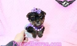 ?&nbsp;Puppy Heaven- Home of Heavenly Teacup & Toy Puppies&nbsp;?
&nbsp;
These Teacup Yorkie Puppies are&nbsp;adorable, sweet and irresistible!&nbsp;
These unbelievably cute puppies (and other little pups) are available to good, loving homes.
Puppy Heaven