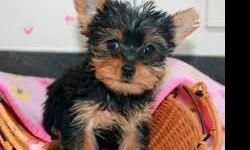 Teacup Yorkie puppies available call for more infos and pics at&nbsp; (406) 476-7783