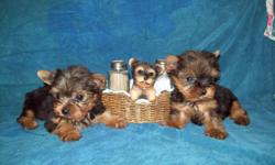AKC Yorkshire Terrier Pups - 1 Male & 1 Female - Born 7/11/2010 will be ready to go at 10 wks old.
Taking deposit. Parents are on site. For more information (810) 512-4551