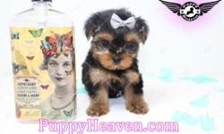 Visit our website&nbsp;www.PuppyHeaven.com&nbsp;now to see pictures and info for all available puppies.
All of our puppies are registered, small, cute, healthy, and playful and come with health guaranty, free vet check and a complete puppy package.&nbsp;