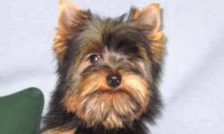 Baby Doll face teacup yorkie
He will steal your heart!!
Gorgeous dark colors, black and tan.
I have specialized in healthy, BABY DOLL FACE, teacup yorkies for the past 30 yrs.
You will be the talk of the town with this little bundle of LOVE. He should be