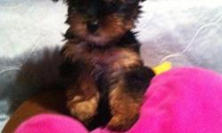 Teacup Yorkie Pups Baby's for Adoption&nbsp;
Males and females. All will range for 4-5#. Mom weighs 7# and dad weighs 4#. tails cropped and dew claws removed visited the vet at 4 weeks. They r raised in our home with lots of love. Looking for a forever