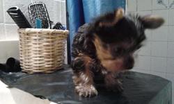 Hello I have a male teacup Yorkie 11 weeks register paperwork and paperwork for the shots he is ganna be 2/3 pounds 714 760 1961