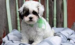 Adorable Teddy Bear Puppies! Shih Tzu/Bichon cross. Males and Females available. Puppies are current on their vaccinations, have had a vet exam and come with a 1 yr health guarantee. Price is $850 for male or female. Give us a call if you are interested.