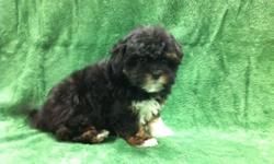 1 Male Teddy Bear (ShihTzu/PoodleÂ­) born on 2-27-11. UTD on shots and comes with a health warranty.
For More Info
Call/Text: 262-994-3007Â­
** MicrochippedÂ­
** Credit Cards Accepted (Visa/MasterCardÂ­Â­Â­Â­)
*Â­Â­* Financing Available
** Shipping Available