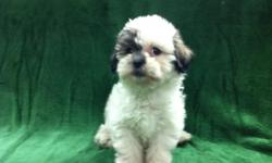 1 Male Teddy Bear (ShihTzu/BichonÂ­Â­) born on 3-12-11. UTD on shots and comes with a health warranty.
For More Info
Call/Text: 262-994-3007Â­Â­Â­Â­
** Credit Cards Accepted (Visa/MasterCardÂ­Â­Â­Â­Â­Â­Â­)
*Â­Â­* Financing Available
** Shipping Available
