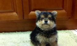 Teddy Bear Pomeranian puppy is a very pretty puppy for a a Pomeranian. 2 months 1 week, had puppy shots, and deworming. Very gentle and sweet puppy. She has good temperaments and very calm. She is a great purse puppy for carry on. She likes toys and plays