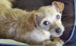 Terrier mix: Free to good home.
Please call if you are interesting adopting this terrier mix. She is good with children and friendly. She might not be good with another dog. Would love to give to any one who is loving, kind and have time for this terrier