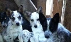 I have 4 beautiful Texas heeler babies in need of loving homes.. They have had shots and are 3 months old I have 3 females and 1 male. They have been raised around kids. Please txt 1606-879-1104 I can send pics.