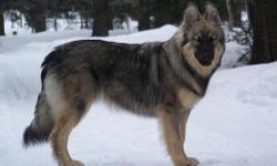 &nbsp;
The America Alsatian was created originally in 1987 by Lois Denny in southern California. The breed was created to be the first large breed dog purely for companionship purposes. The American Alsatian was bred to resemble the now extinct Dire Wolf