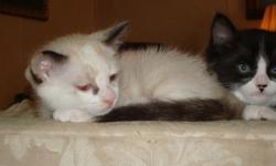 I have one white, one black/white and one tabby kitten. If you are interested please call 318-762-3947.