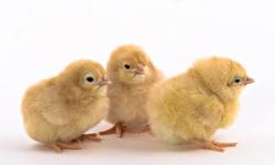 I have Three Chicken Chicks for sale. They are healthy and in good condition.