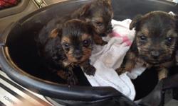 &nbsp;
My Yorkie terrier dog had three puppies( 2 males and 1 female). Also the puppies are purebreed. They are excellent with adults and children. For more information please feel free to text me at (415) 735-9764
