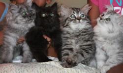We have 4 adorable doll face PERSIAN kittens ! There are 3 girls and 1 boy(tabby) to choose from !!! They have had their 1st shots , wormed, litter boc trained and are kid as well as dog friendly ! !&nbsp; Just call us at (812) 346-2203 ! !&nbsp; Credit