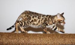 TICA Bengal kittens. Raised around kids so they are very social. IWCH lines. These are the highest quality Bengals you will find around here! Ready 5/2. Come with a 2 year Health guarantee. Vet checked, 2 sets of shots and wormed if necessary
