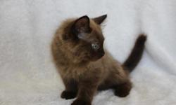 We have beautiful TICA registered kittens ready to go to their new homes now. Super friendly and well socialized babies. 1 male seal pointed sepia, 1 seal mitted mink female and 1 bi-color mink female. They have had their first shots and been vet checked