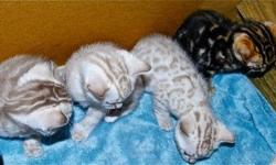 Get the best pets fot your home .We breed and sale the most exotic and best breeds of bengal kittens . We have vibrant Leopard spotted, Tri-colored Rosetted Marbles, Silvers and occasionally, Snow Bengal cats . All our kittens are perfectly home trained