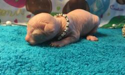 Elf Sphynx kittens born 7/11/16! 4 females 1&nbsp;male in the litter. Two females are not yet reserved! One blue/cream elf female and one cream spotted straight ear female. All kittens will come with TICA registration papers, current on all vaccines,